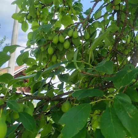 Case de vacanță Vikendica Gaj *